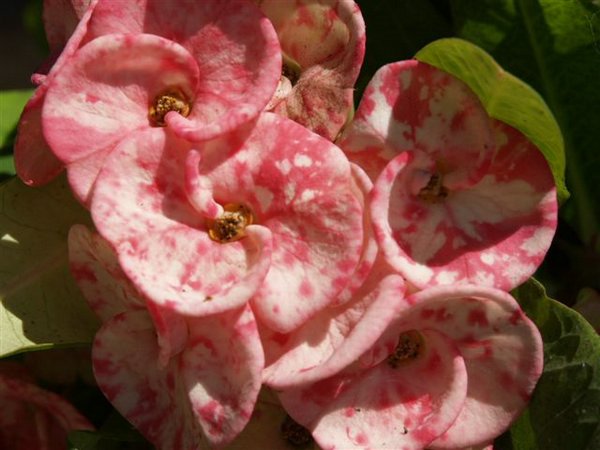 Flores Tropicales